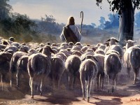 O cuidado com as ovelhas