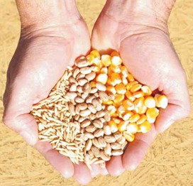 A lei da semeadura - Um estudo gospel importante sobre a colheita